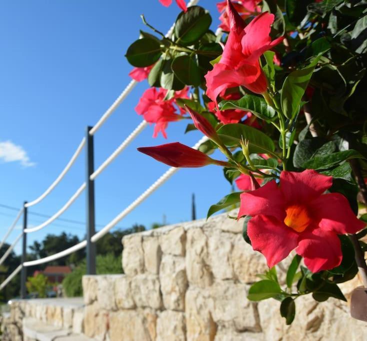 Apartment Nima Mlini